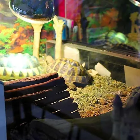 查萨拉酒店 酒店